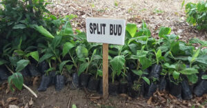 Read more about the article Banana Corm Colarization and Cplit-bud Techniques to Generate Healthy Suckers for Sustainable Production of Bananas in Ghana – 2012