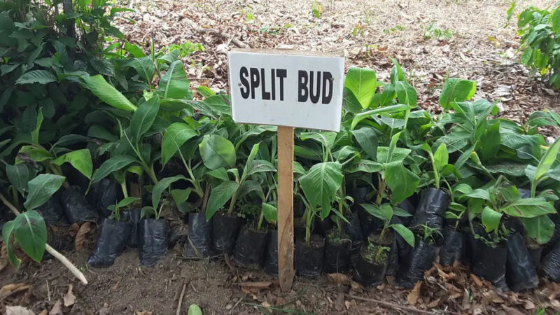 Banana Corm Colarization and Cplit-bud Techniques to Generate Healthy Suckers for Sustainable Production of Bananas in Ghana – 2012