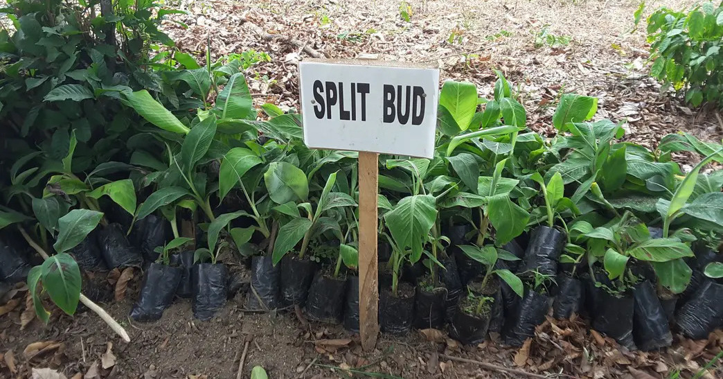 You are currently viewing Banana Corm Colarization and Cplit-bud Techniques to Generate Healthy Suckers for Sustainable Production of Bananas in Ghana – 2012