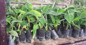 Read more about the article Banana Corm Solarization and Split-bud Techniques to Generate Healthy Suckers for Sustainable Production of Bananas in Ghana