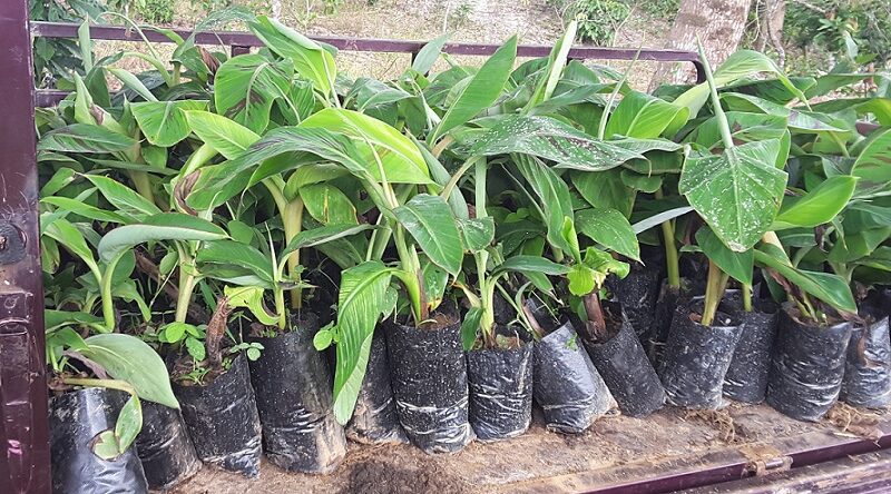 Banana Corm Solarization and Split-bud Techniques to Generate Healthy Suckers for Sustainable Production of Bananas in Ghana