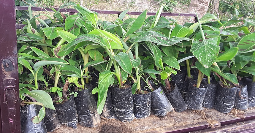 You are currently viewing Banana Corm Solarization and Split-bud Techniques to Generate Healthy Suckers for Sustainable Production of Bananas in Ghana
