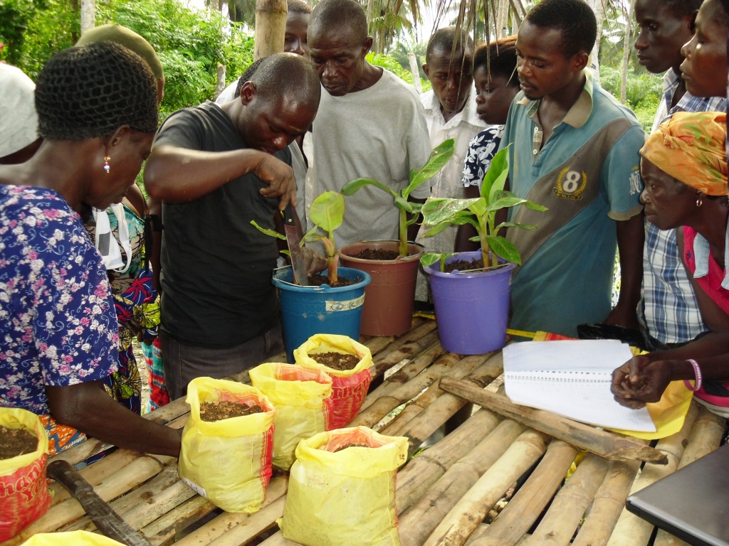 Demonstration of split bud technique to local smallholder farmers