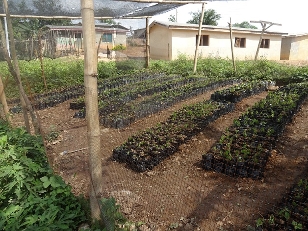 Seedligs nursery for Montonso Sacred Forest conservtion project