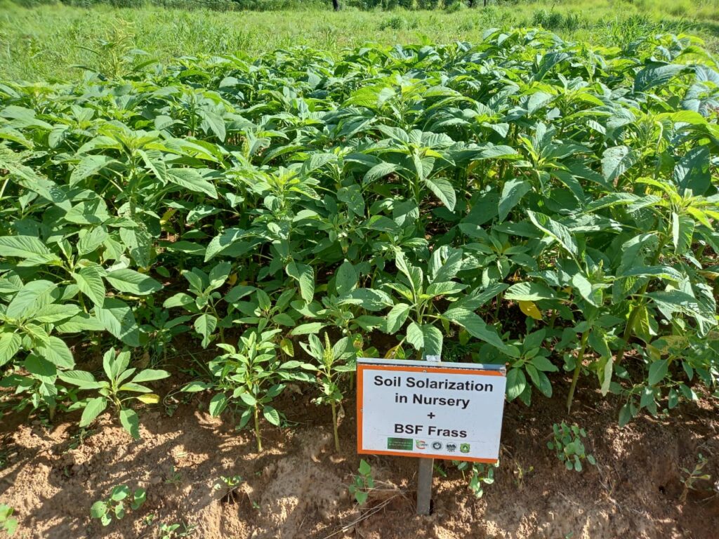 Soil solarization in nursery