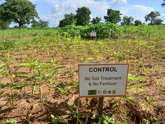Control plant group with no soil treatment and fertilizer