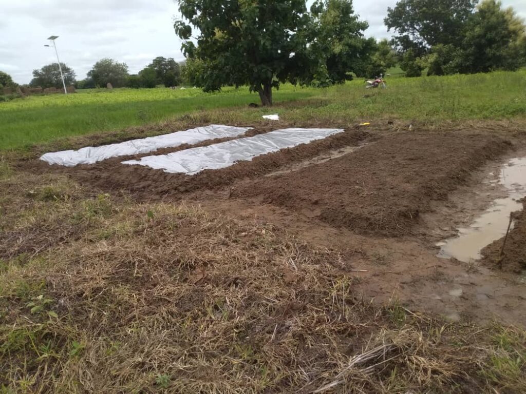 Raised beds prepared for Amaranths seedlings